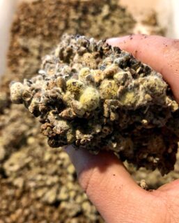 Koji ficou pronto! Nosso fungo desenvolveu bem 🍄

Agora é misturar na salmoura e cuidar por pelo menos 1 ano!

#shoyu
#shoyuartesanal 
#shoyuorgânico