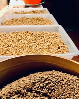 Soja cozida e trigo torrado, prontos para serem “fungados” com aspergillus oryzae. Os próximos 3 dias são os mais delicados do processo de fazer o shoyu. 

#shoyu
#shoyuartesanal 
#shoyuorgânico